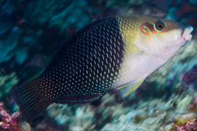 Blackeye thicklip, transition phase - Hemigymnus melapterus
