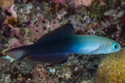 Blackfin Dartfish