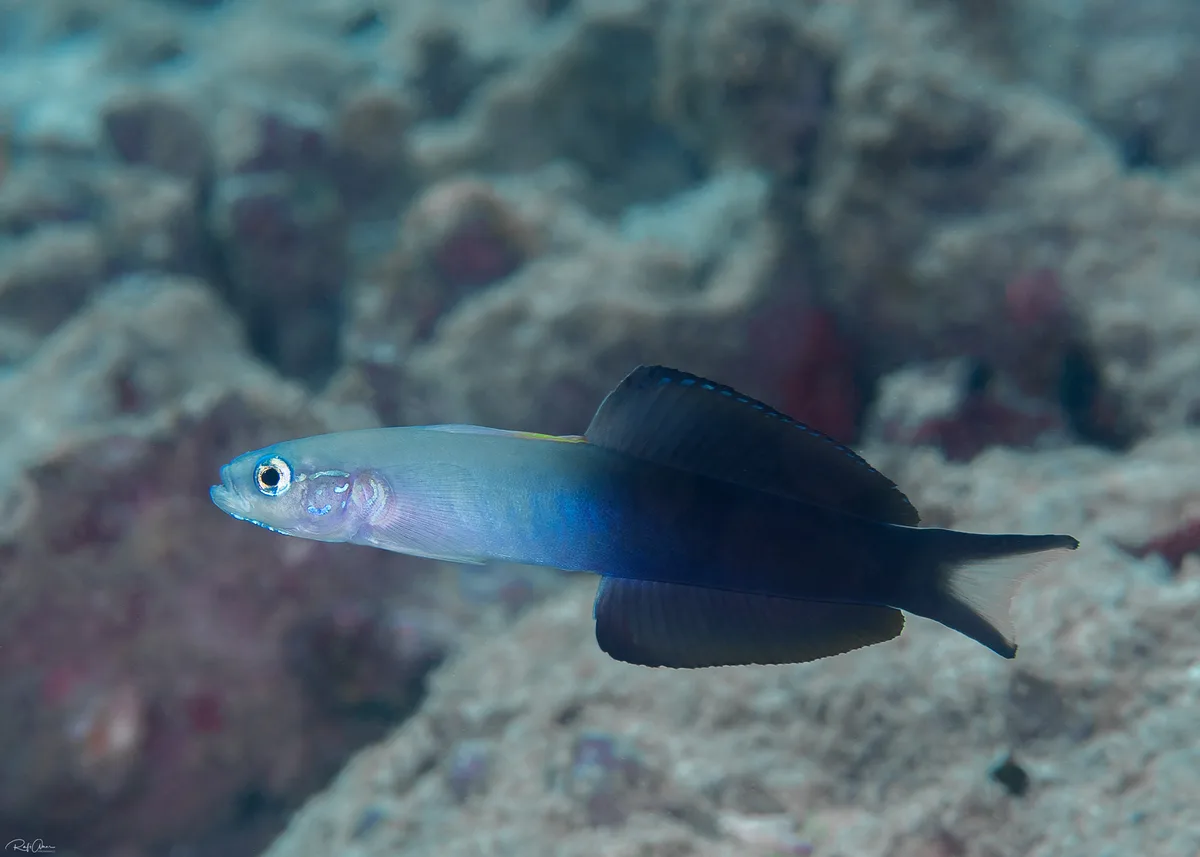 Blackfin Dartfish