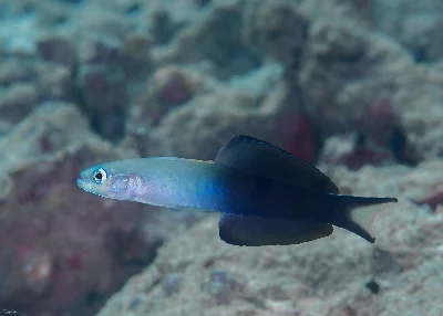 Blackfin Dartfish
