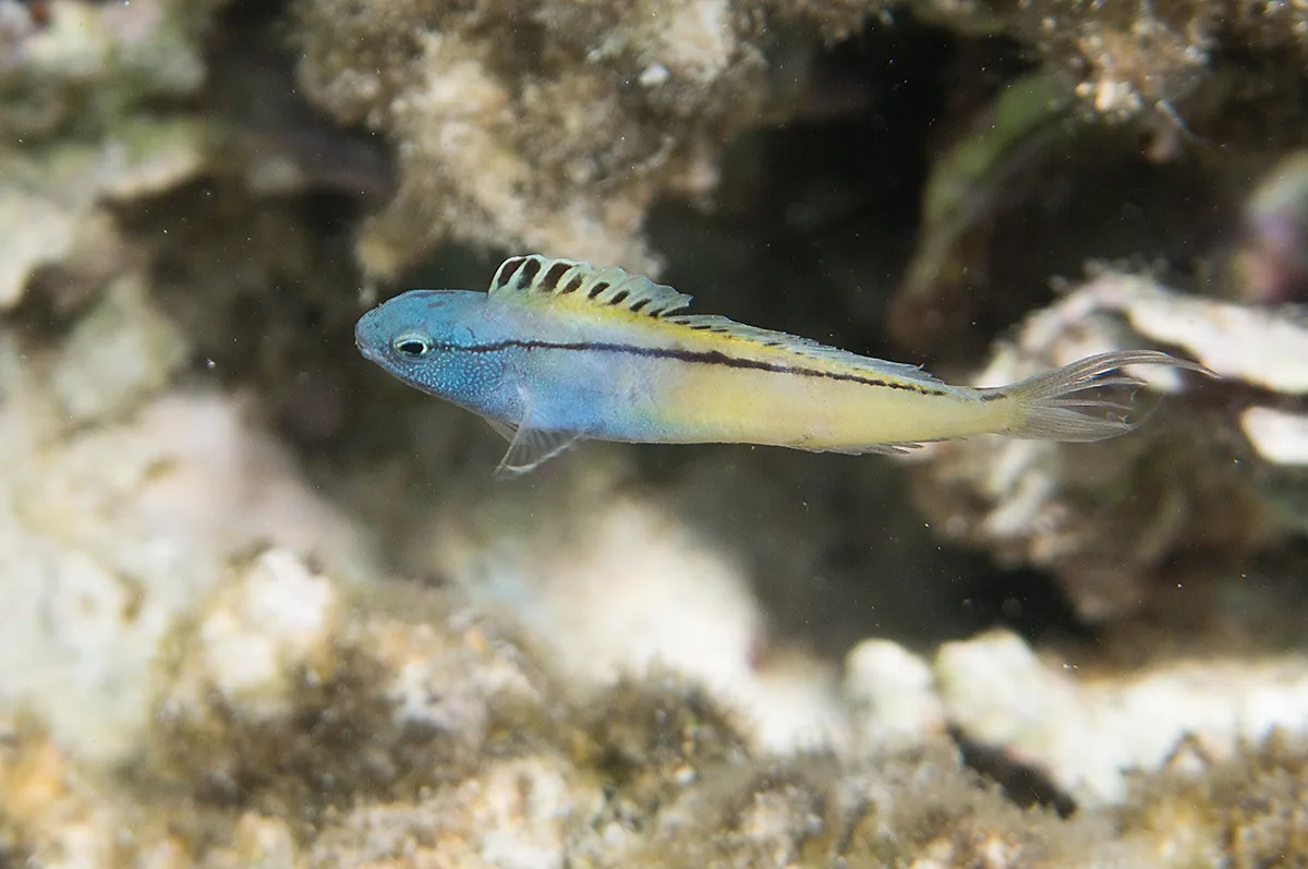 Blackline Fangblenny