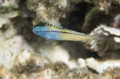 Blackline Fangblenny