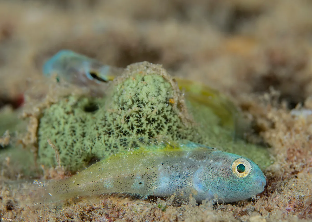 Blackline Fangblenny - At Night - Meiacanthus nigrolineatus