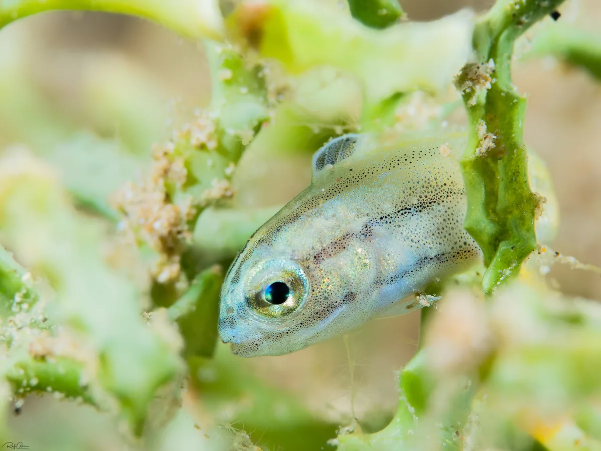 Blackline Fangblenny - Juvenile - Meiacanthus nigrolineatus