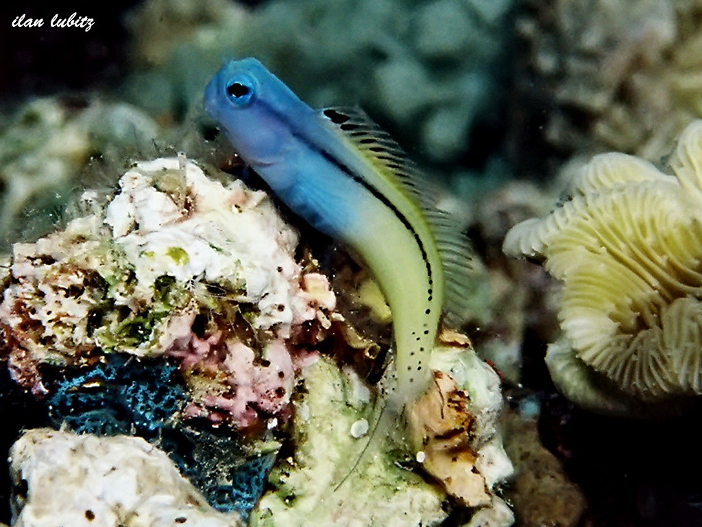 Blennies Meiacanthus nigrolineatus F1000006