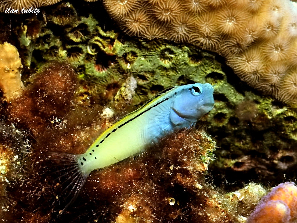 Blennies Meiacanthus nigrolineatus DSC_2551