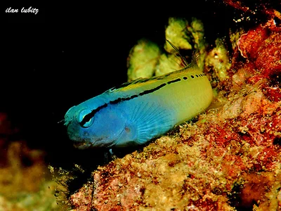 Blennies Meiacanthus nigrolineatus DSC_0027