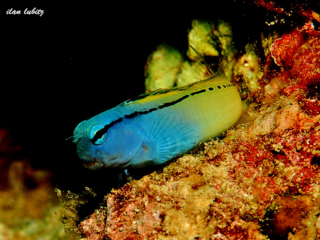Blennies Meiacanthus nigrolineatus DSC_0027