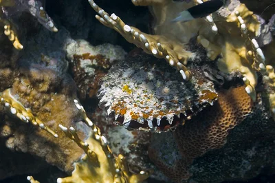 Blacklip Pearl Oyster