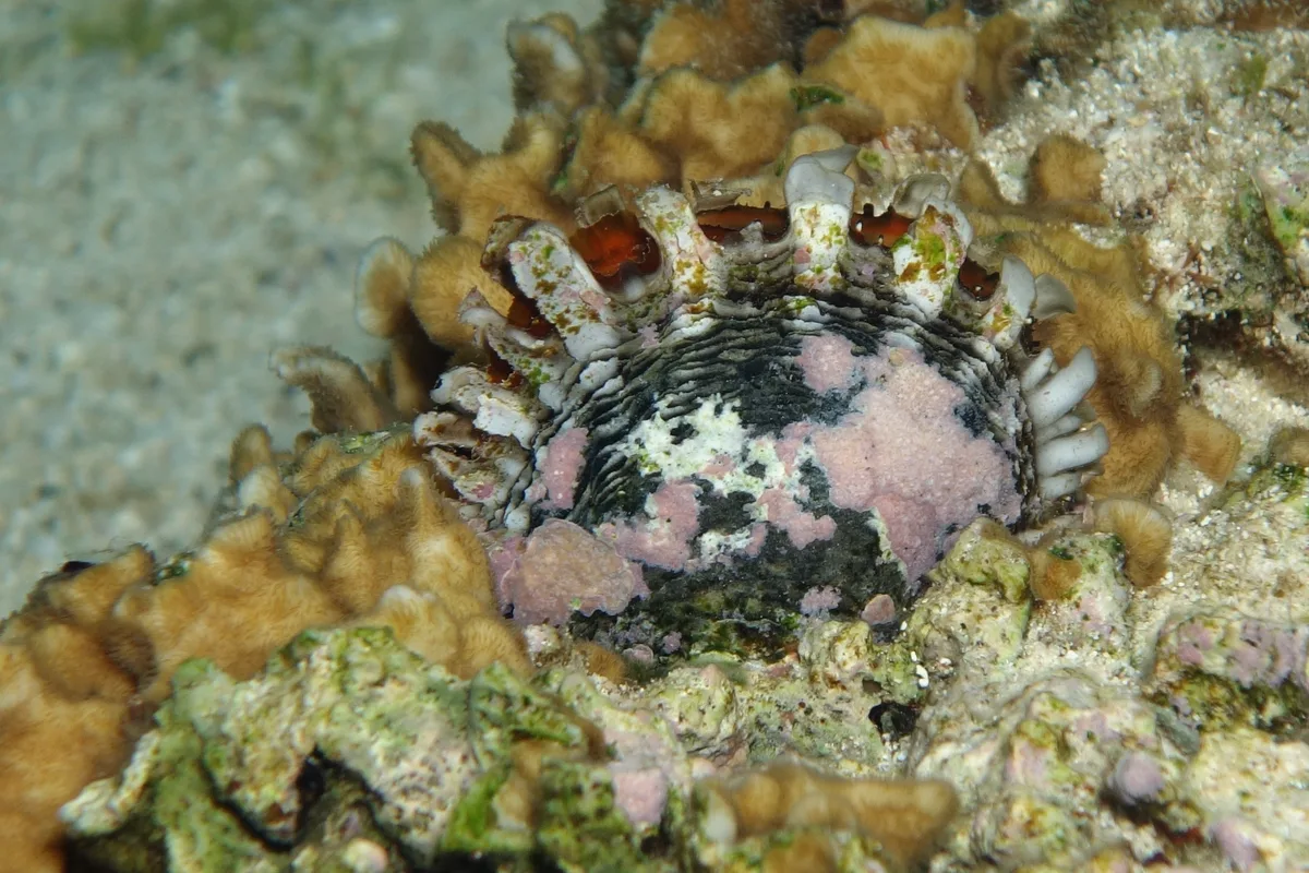 Blacklip Pearl Oyster