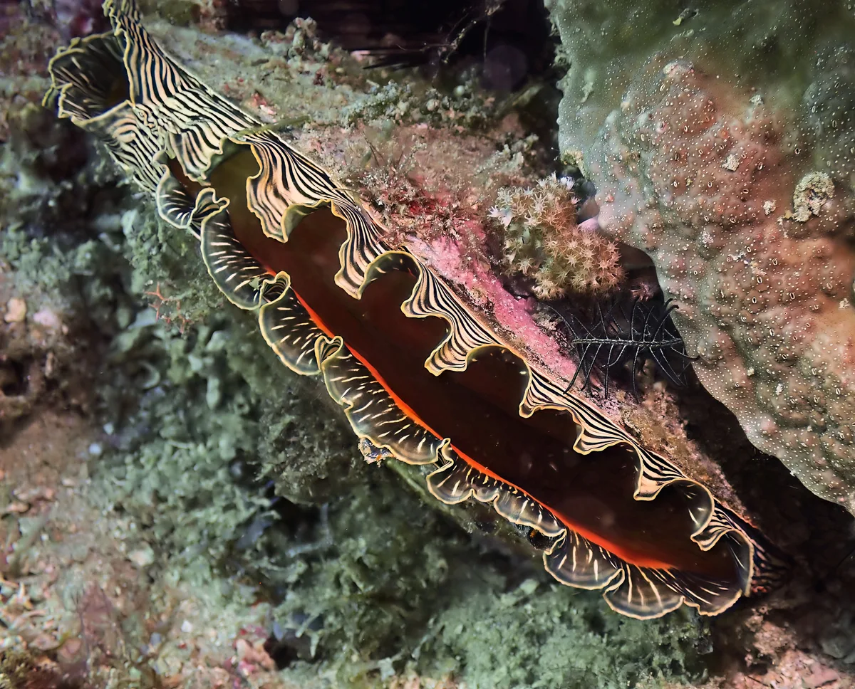 Blacklip Pearl Oyster