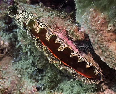 Blacklip Pearl Oyster