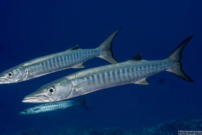Blackmargin Barracuda