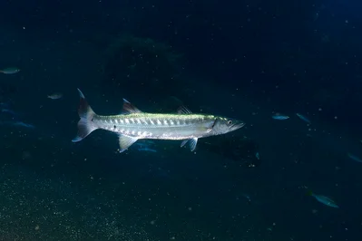 Sphyraena qenie