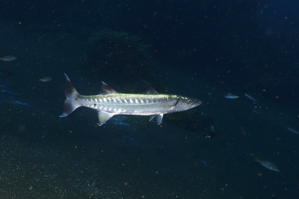 Sphyraena qenie