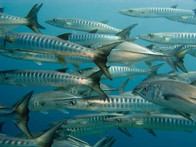 Barracuda (Blackfin Barracuda) - Sphyraena qenie - PA290259