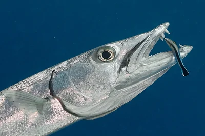 Ein einzelner Barrakuda mit Putzerfisch