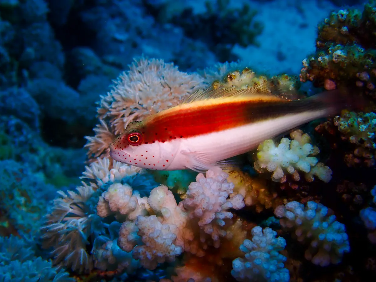 Blackside hawkfish - Adult