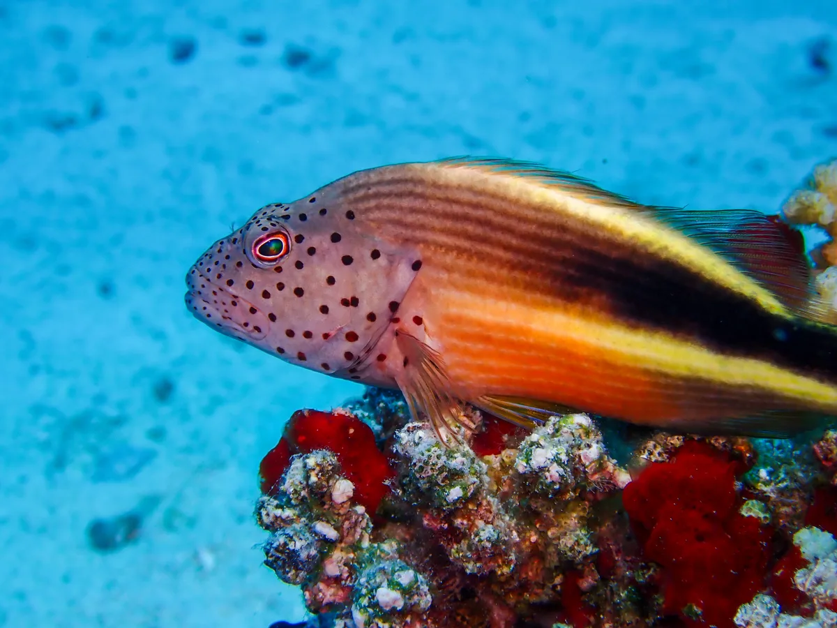 Blackside hawkfish