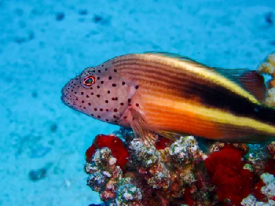 Blackside hawkfish