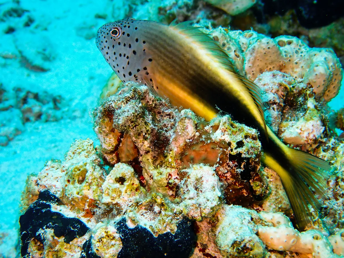 Blackside hawkfish