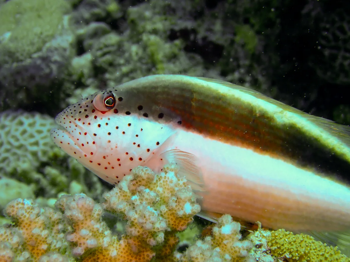 Blackside hawkfish