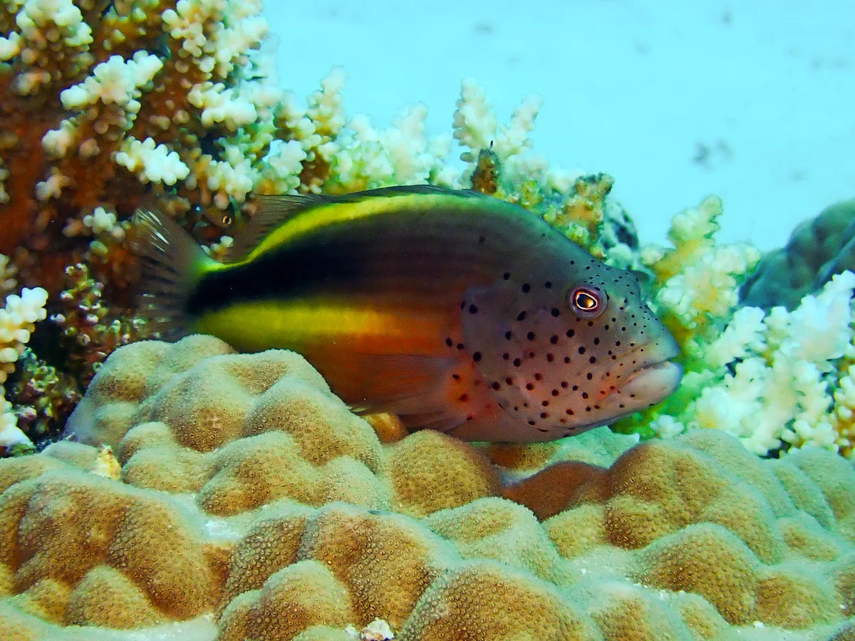 Blackside hawkfish