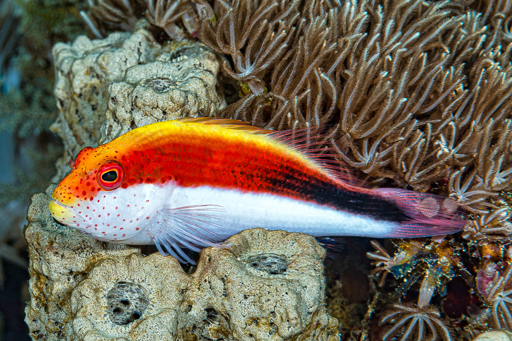 Freckled hawkfish, subadult - Paracirrhites forsteri
