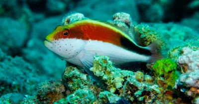 P1090564_Blackside hawkfish (Paracirrhites forsteri)