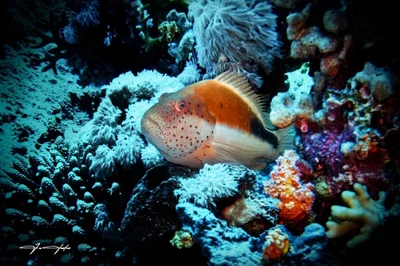 Hawkfish - Pez halcon de cabeza moteada (Paracirrhites forsteri)