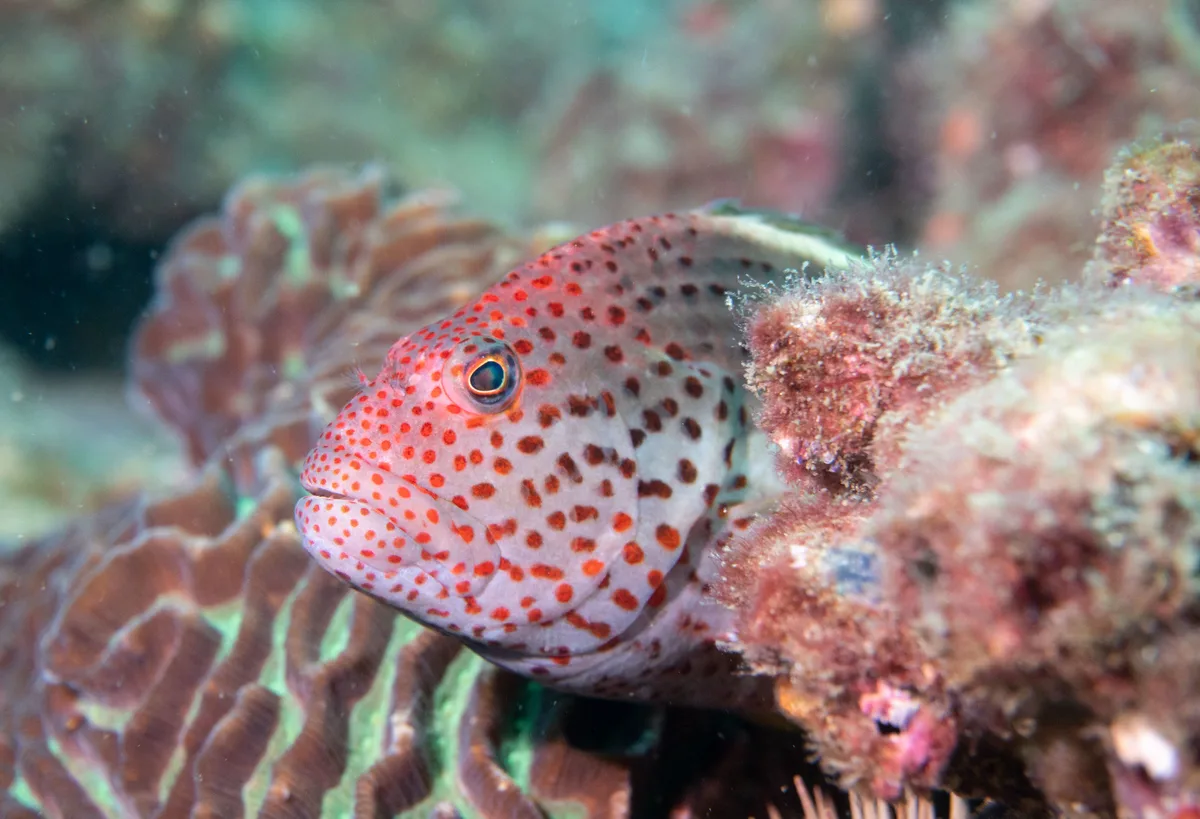 Paracirrhites forsteri Freckled hawkfish #marineexplorer