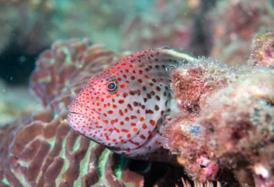 Paracirrhites forsteri Freckled hawkfish #marineexplorer
