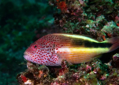 Paracirrhites forsteri Freckled hawkfish #marineexplorer