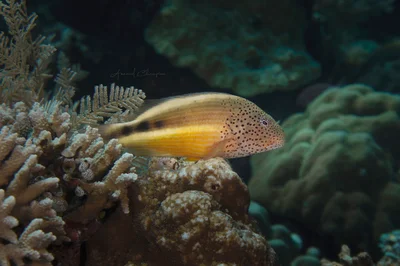 Poisson Faucon