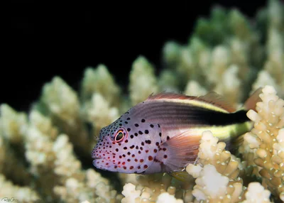 Freckled Hawkfish - Paracirrhites forsteri