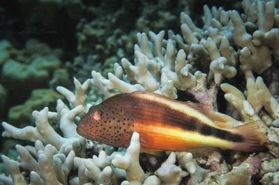 Hawkfish