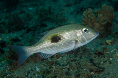 Lethrinus harak - Díli, Timor-Leste