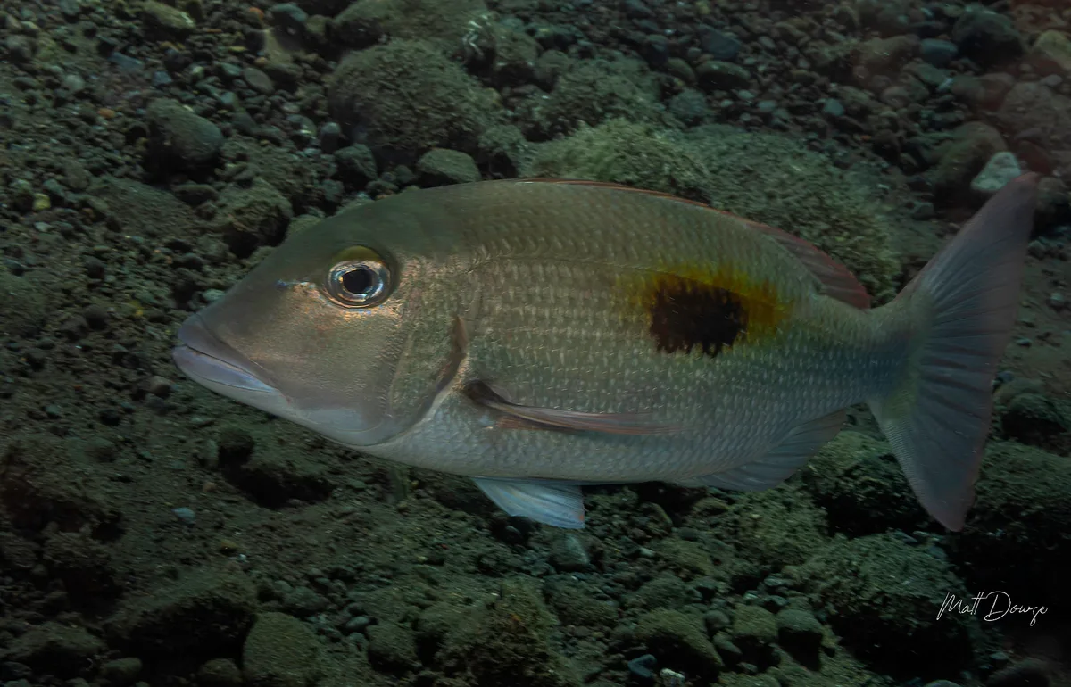Lethrinus harak - Karang Asem, ID-BA, ID
