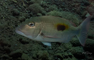 Lethrinus harak - Karang Asem, ID-BA, ID