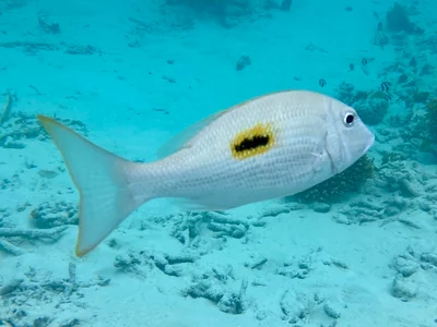 Lethrinus harak - Embudu, Maldives