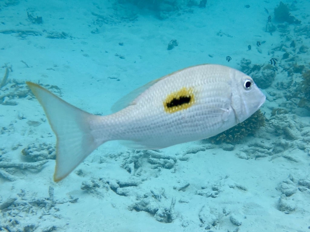 Lethrinus harak - Embudu, Maldives