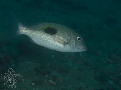 Lethrinus harak - Lembeh Island, Bitung City, North Sulawesi, Indonesia