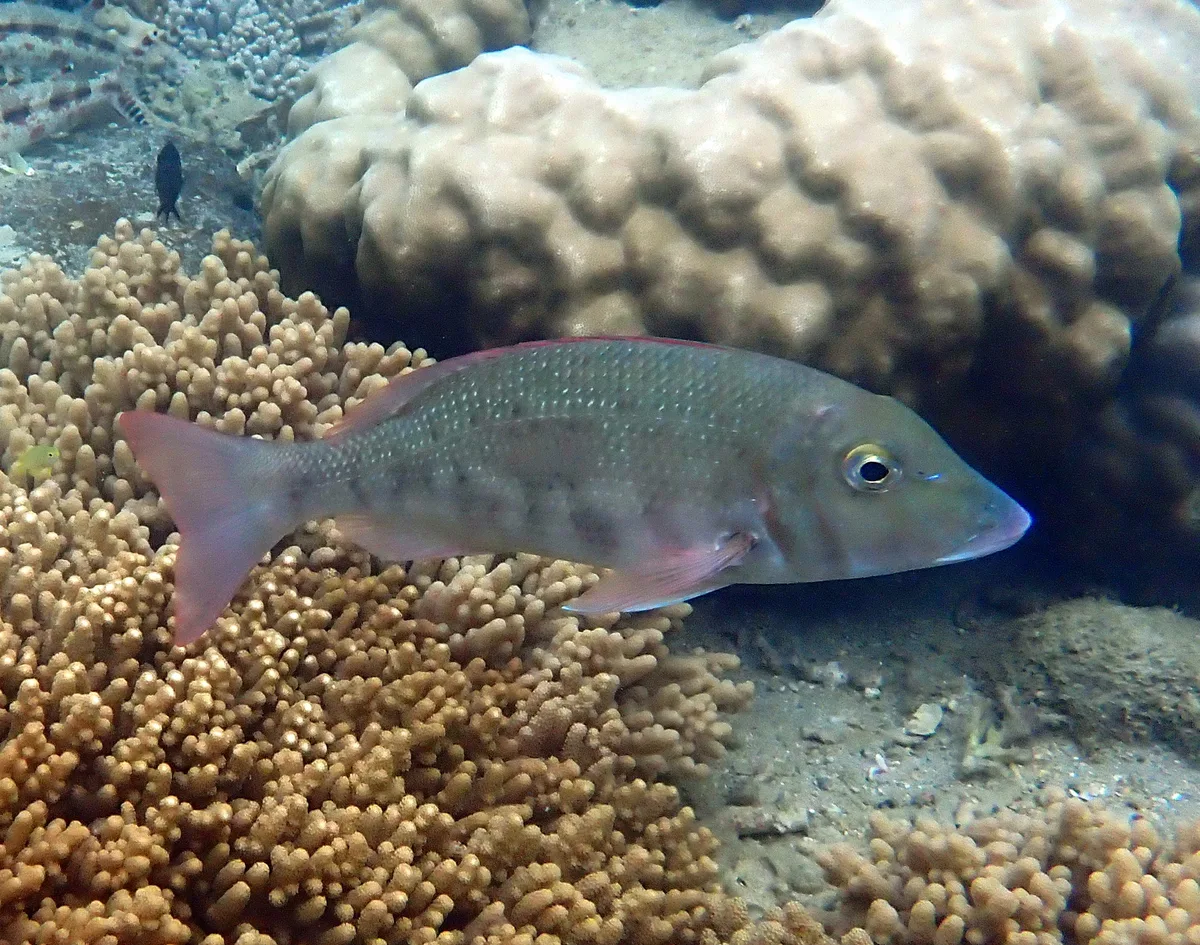 Lethrinus harak - Baie des citrons sud, Nouméa, Nouvelle-Calédonie