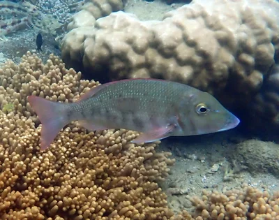 Lethrinus harak - Baie des citrons sud, Nouméa, Nouvelle-Calédonie