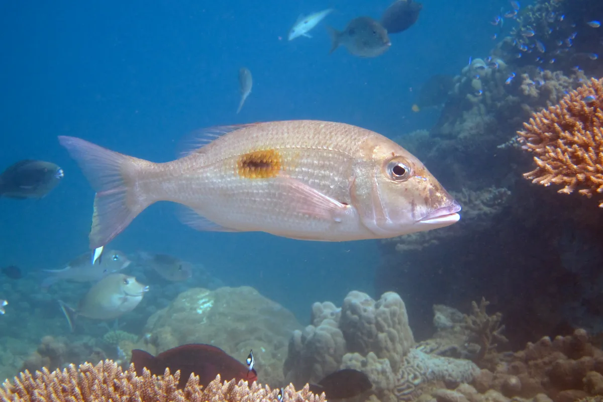 Lethrinus harak - Kani-Keli, YT