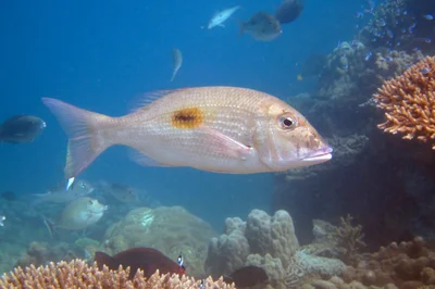 Lethrinus harak - Kani-Keli, YT
