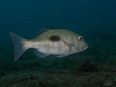 Lethrinus harak - PV5G+C7W, Mabini, Batangas, Philippinen