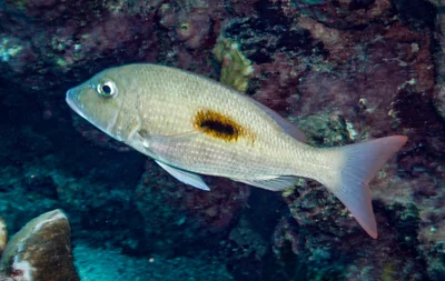Lethrinus harak - Abu Dabbab, Egypt
