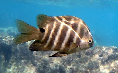 Blackspot Sergeant (Abudefduf sordidus)
