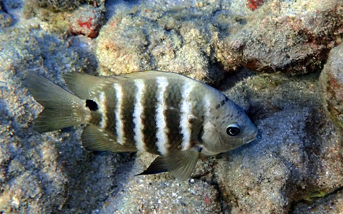 Blackspot Sergeant (Abudefduf sordidus)